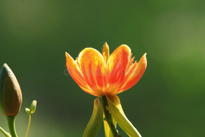 鹅掌楸库存照片. 图片包括有花托, 本质, 顶层, 成熟, 开花, 芬芳 鹅掌楸库存照片. 图片包括有花托, 本质, 顶层, 成熟, 开花, 芬芳