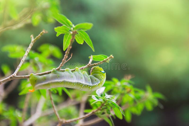 daphnis-nerii-p-91113812