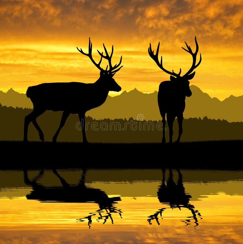 Deers silhouettes in the sunset. Deers silhouettes in the sunset