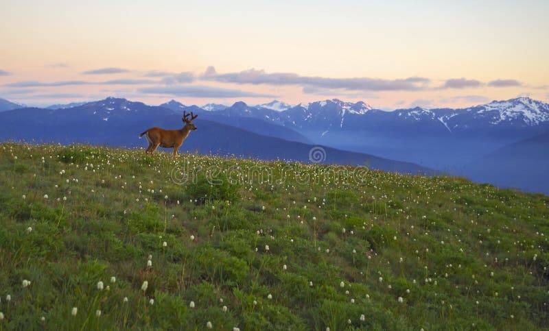 Sunset at Hurricane Ridge in the Olympic National Park, Washington state. A male blacktail Deer posing in a Green meadow with wildflowers and snowcapped mountains in the background. Blossoms. Sunset at Hurricane Ridge in the Olympic National Park, Washington state. A male blacktail Deer posing in a Green meadow with wildflowers and snowcapped mountains in the background. Blossoms.