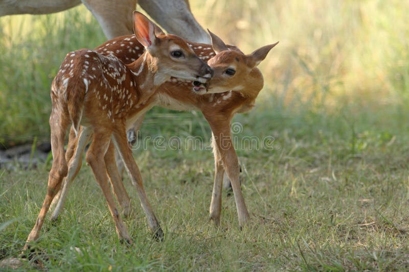 Two young whitetail deer or fawns. Species: Odocoileus virginianus. Two young whitetail deer or fawns. Species: Odocoileus virginianus