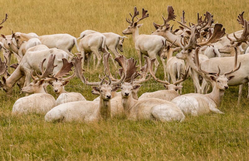 A herd of white fallow deer in a grassy field on an english country estate farm. Buckinghamshire, England, UK. A herd of white fallow deer in a grassy field on an english country estate farm. Buckinghamshire, England, UK.