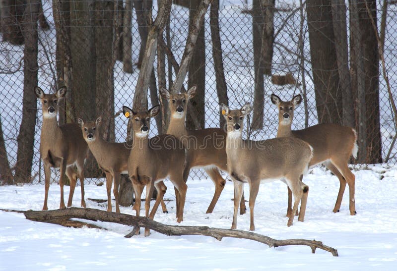 Six female white-tail deer stand at alert in a pen on a deer farm during the winter. Six female white-tail deer stand at alert in a pen on a deer farm during the winter.