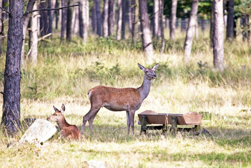 Deers eating in the forest. Deers eating in the forest