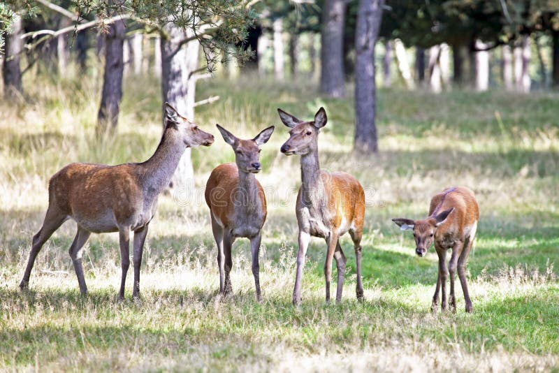 Deers in the forest looking. Deers in the forest looking