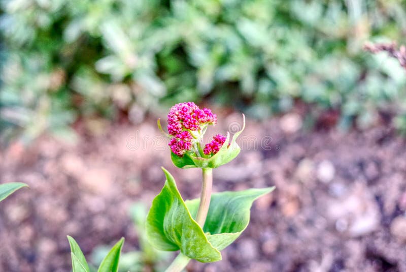 黄昏时分的阴茎花 库存图片