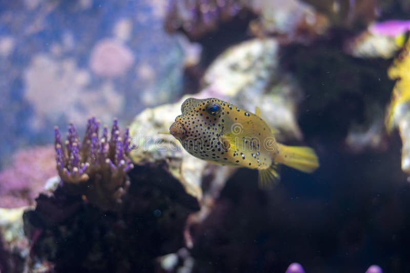 Yellow boxfish , Cute can also be deadly. Yellow boxfish , Cute can also be deadly.