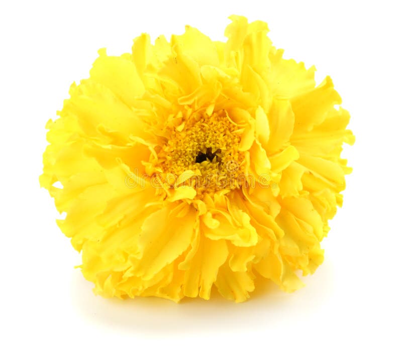 黄色万寿菊花, Tagetes erecta,墨西哥万寿菊,阿兹台克万寿菊,在白色背景隔绝的万寿菊 图库摄影 黄色万寿菊花, Tagetes erecta,墨西哥万寿菊,阿兹台克万寿菊,在白色背景隔绝的万寿菊 图库摄影
