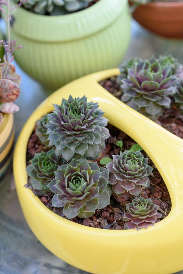 黄色花盆的美丽的多汁植物 Sempervivum母鸡和小鸡美丽的室外多汁植物 库存照片 黄色花盆的美丽的多汁植物 Sempervivum母鸡和小鸡美丽的室外多汁植物 库存照片