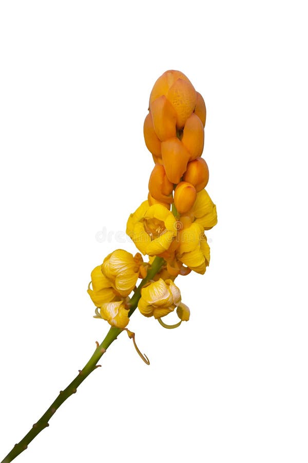 黄花刺叶柳树蜡烛丛林或刺参. 花园里盛开的是一种泰药.
