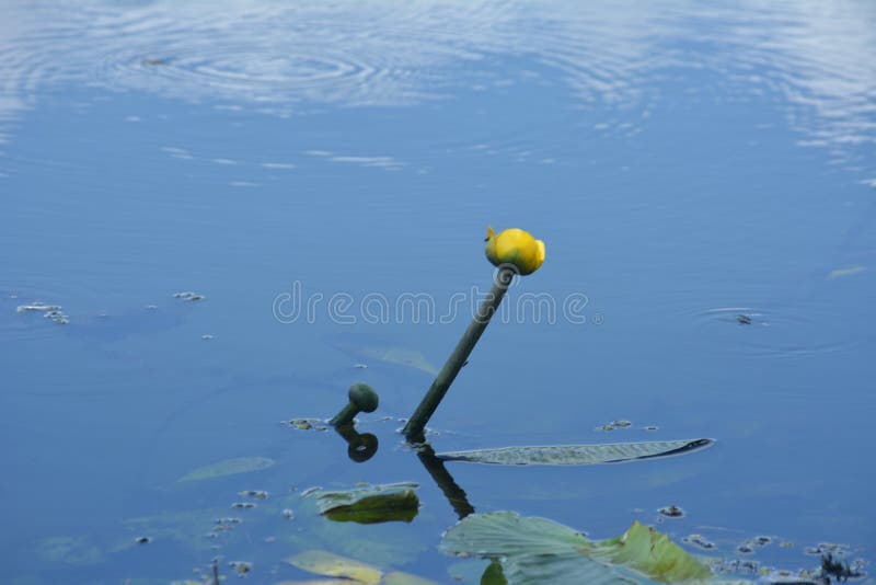 黄花百合，在长筒睡莲中，用黄色的花 免版税库存图片