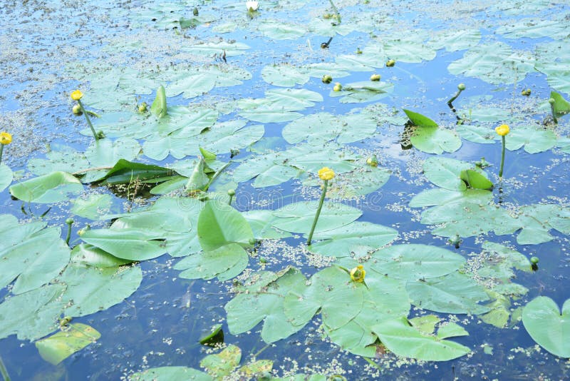 黄花百合，在长筒睡莲中，用黄色的花 免版税库存照片