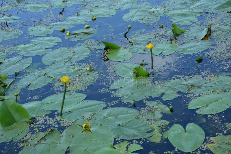 黄花百合，在长筒睡莲中，用黄色的花 免版税库存照片