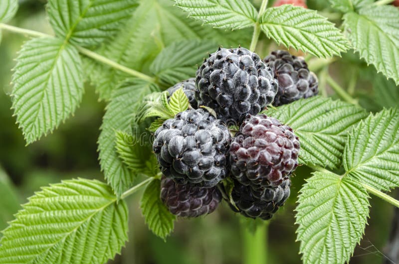 A thorny branch of a black raspberry tree with leaves of serrated margin and pinnate venation, and a bunch of purple ripe raspberry. A thorny branch of a black raspberry tree with leaves of serrated margin and pinnate venation, and a bunch of purple ripe raspberry.