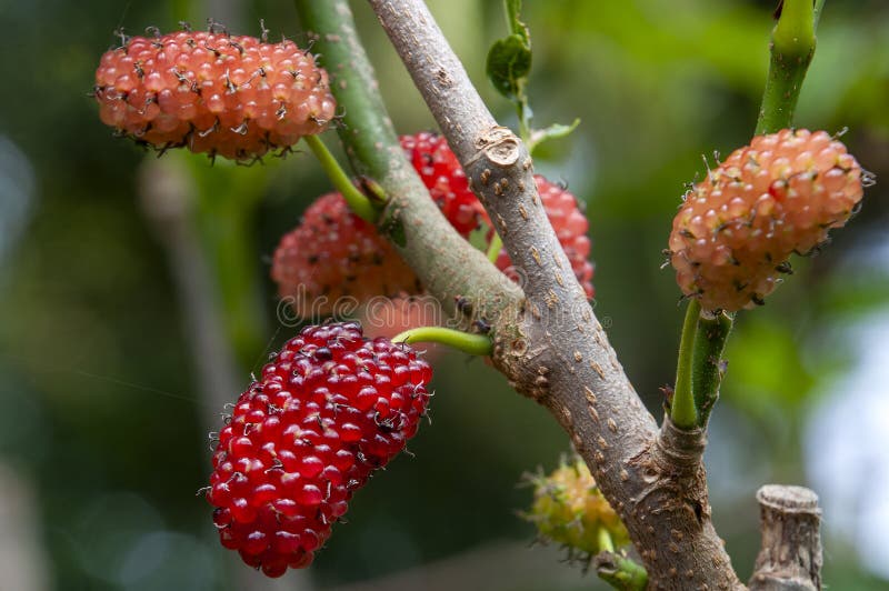 黑桑或矮桑树上的果实成熟 免版税库存图片