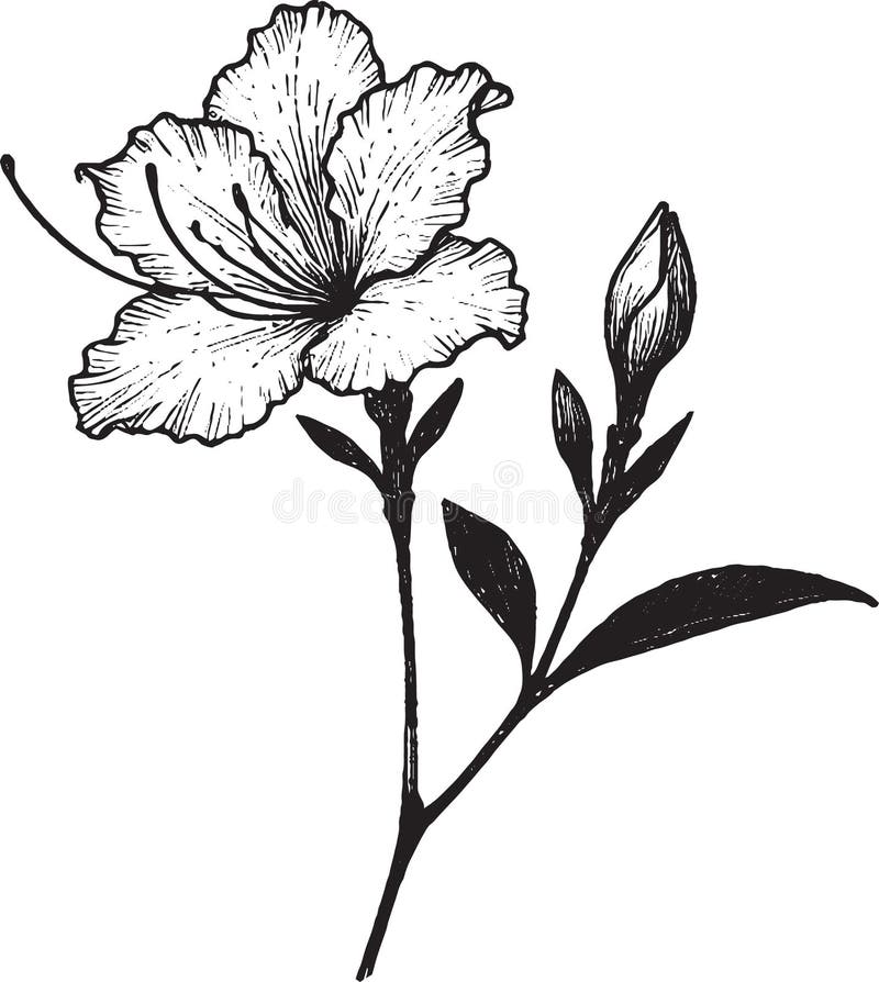 杜鹃花杜鹃花花纹身黑白分离的常绿杜鹃花插线艺向量例证. 插画包括有图