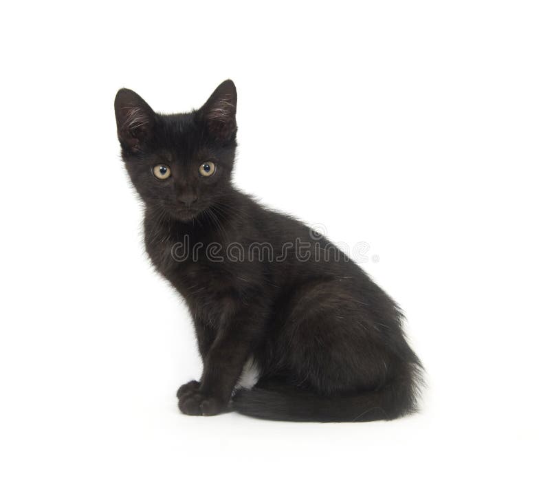A black kitten sitting on a white background. A black kitten sitting on a white background