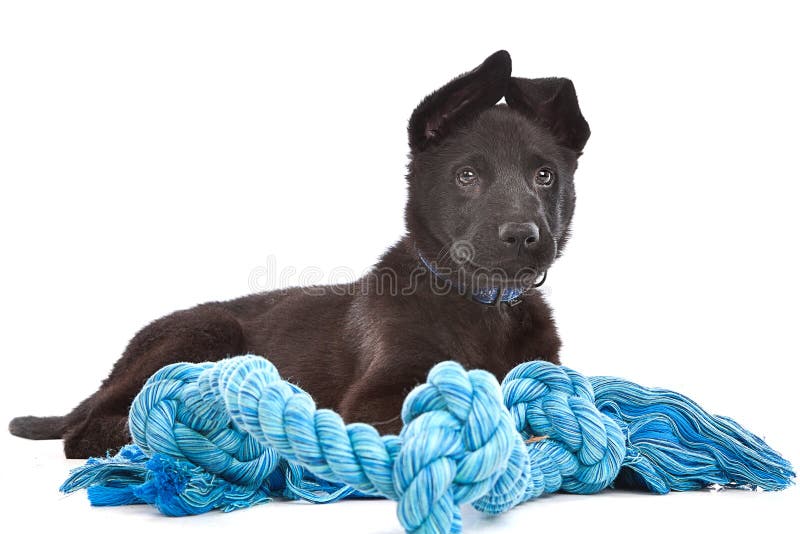 Black Shepherd puppy dog with a blue toy rope in front of a white background. Black Shepherd puppy dog with a blue toy rope in front of a white background