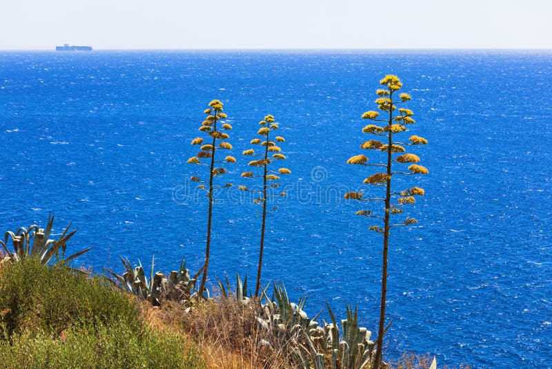 龙舌兰在蓝色海附近种植