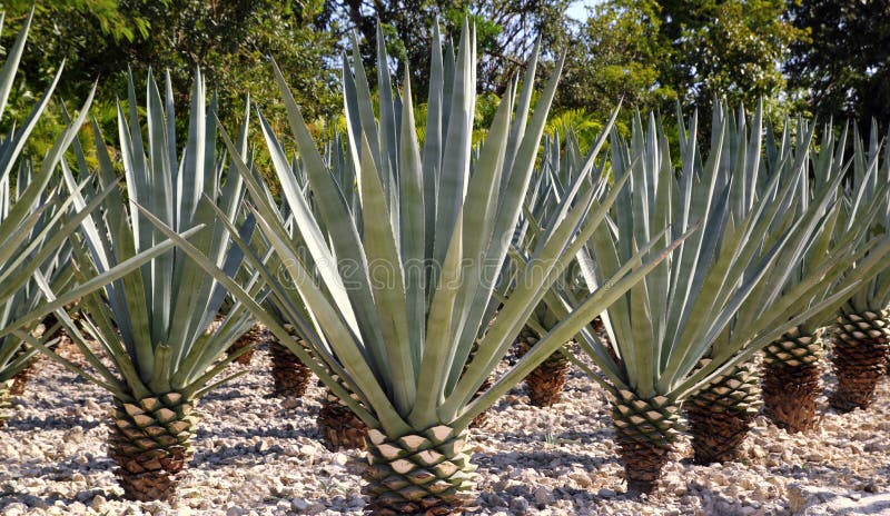 龙舌兰酒墨西哥工厂龙舌兰酒tequilana 免版税库存照片