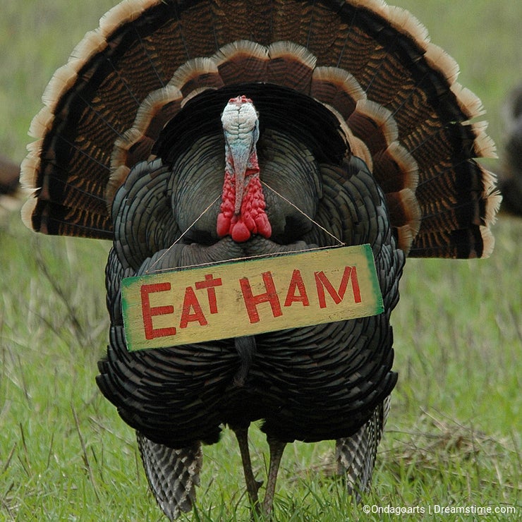Thanksgiving Humor: 'Eat Ham' Turkey