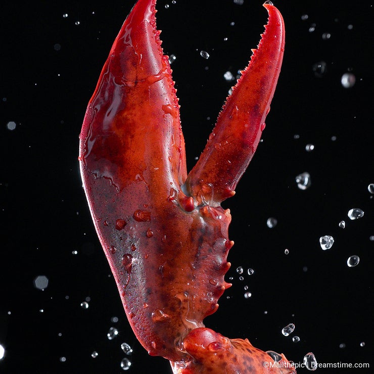 Lobster pincer