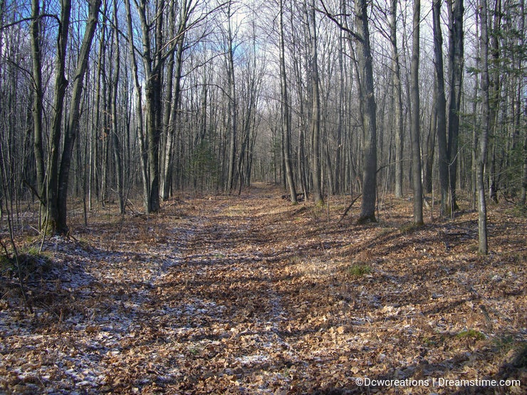 forest trail landscape