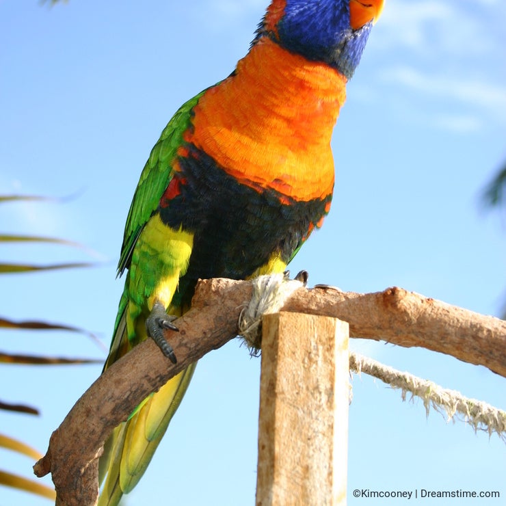 Red Collared Lorikeet
