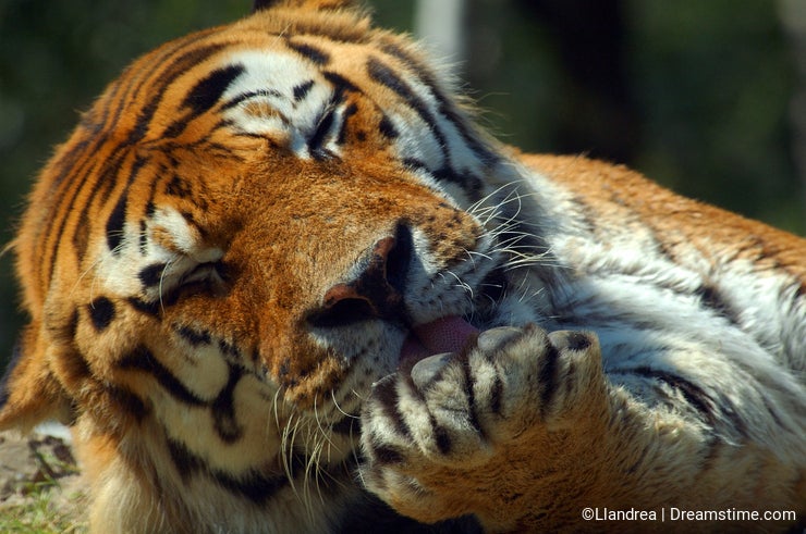 Tiger Licking Paw