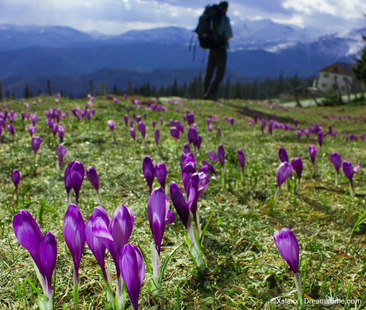 Crocus flowers and mountains