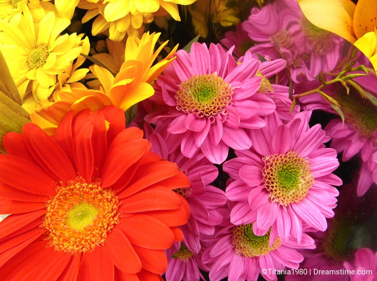 Colorful daisies and gerbera