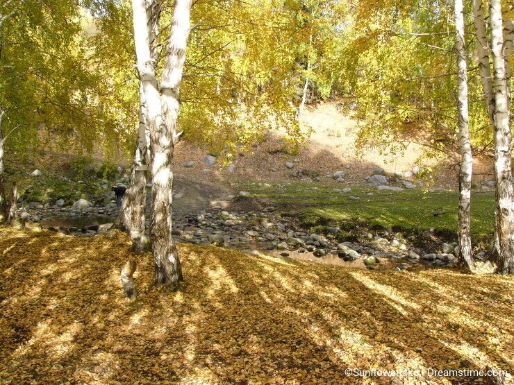 Shadow of the silver birch