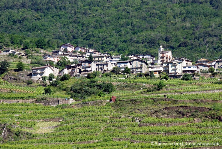 Italian vineyard terraces