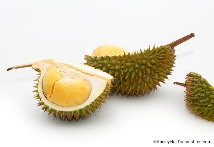 Tropical fruit Durian