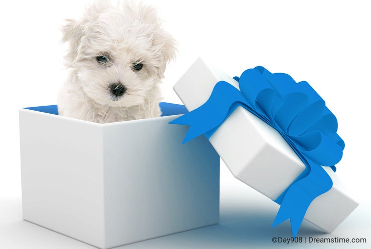Puppy in Gift Box