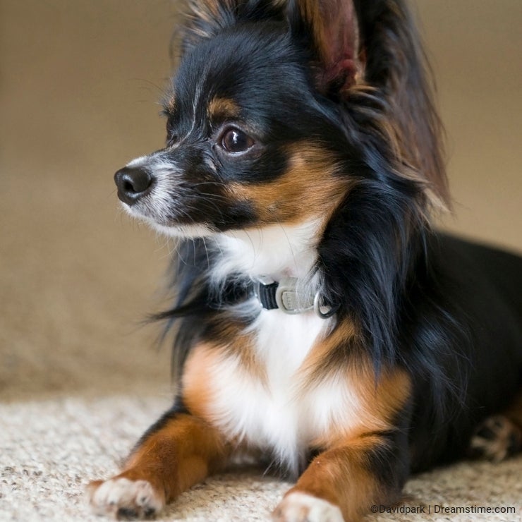 Pet Dog Chihuahua