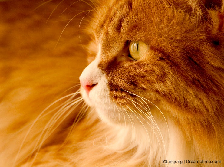 Yellow cat.