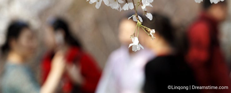 Cherry blossom season..