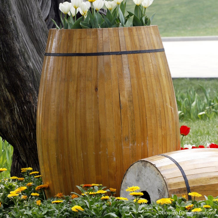 Tulip on the wooden cask