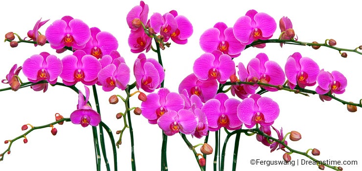 Many pink orchid on white