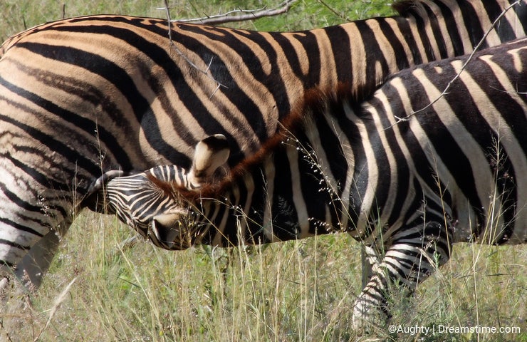 Zebra and Baby Nursing
