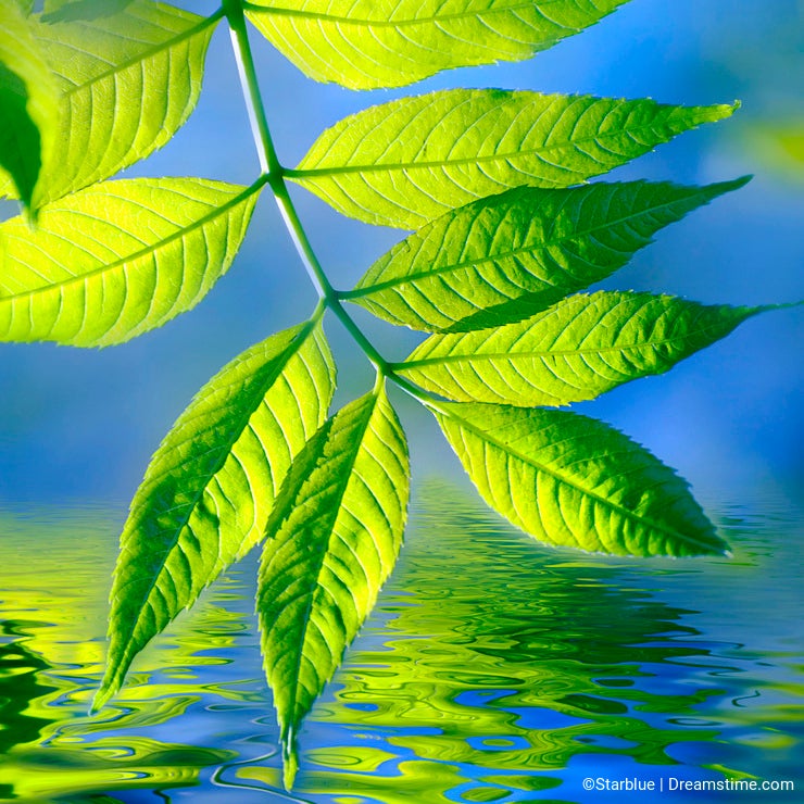 Green leaves and water