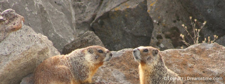 Yellow-Bellied Marmot: The Woes of the Lowly Rockchuck - Dreamstime