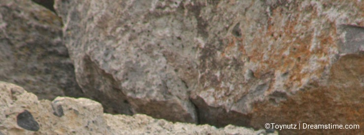 Rockchuck (Marmota flaviventris)