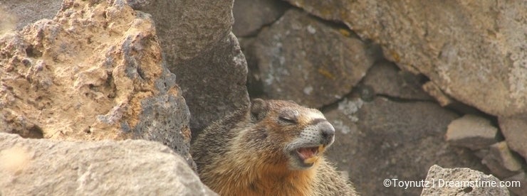 Yellow-Bellied Marmot: The Woes of the Lowly Rockchuck - Dreamstime