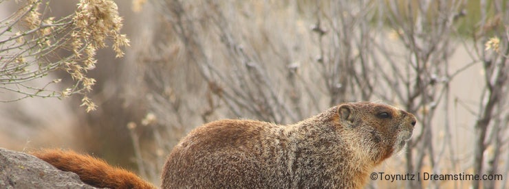 Rockchuck (Marmota flaviventris)
