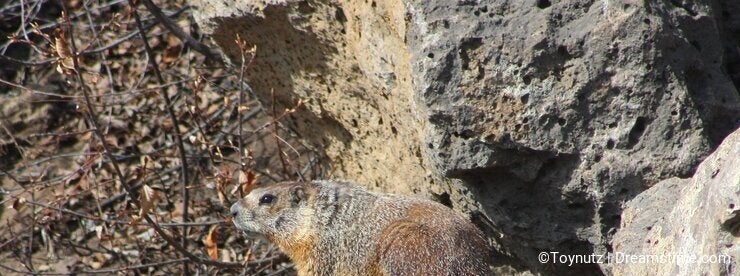 Rockchuck (Yellow-bellied Marmot)