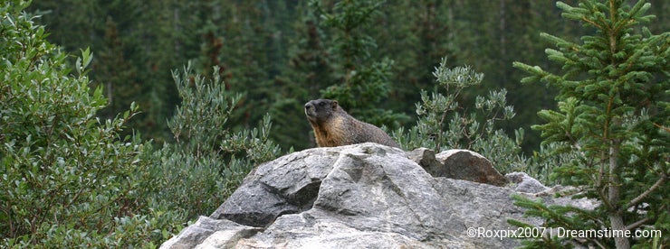 Yellow-bellied marmot lookout