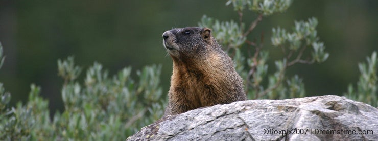 Yellow-bellied marmot overlook