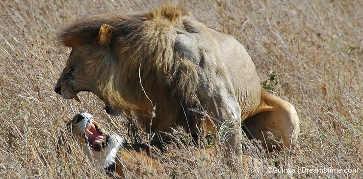Lion and lioness mate
